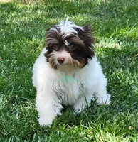 Maverick, a male Biewer for sale in Wichita, KS – 2 of 5