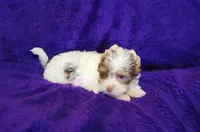 Pearl, a female Biewer for sale in Wichita, KS – 3 of 5