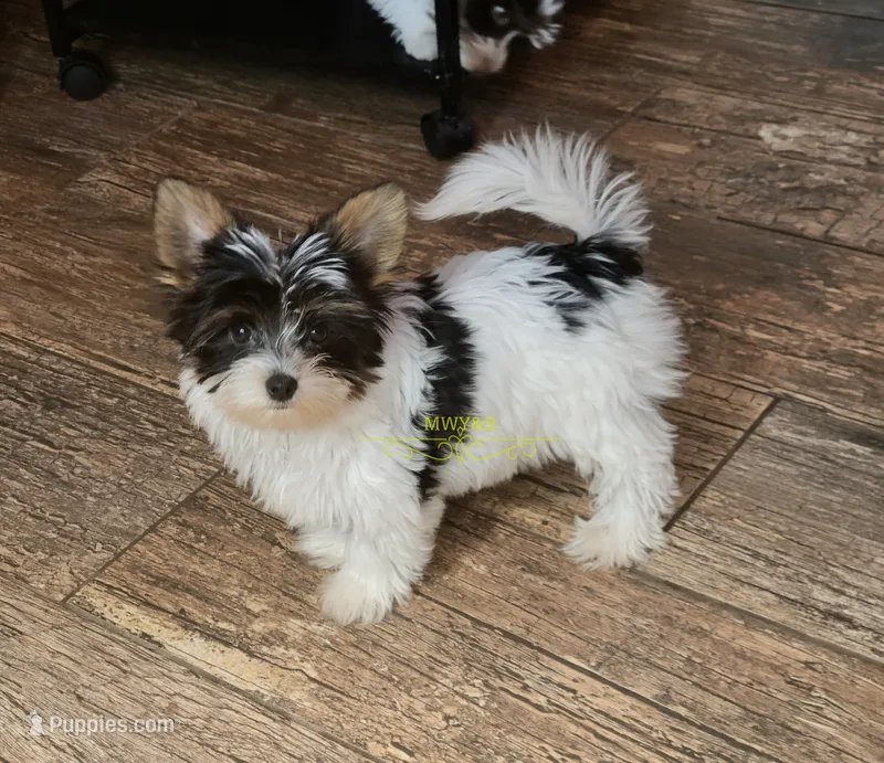 Quiana – Biewer puppy for sale in Wichita, KS