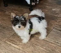 Quiana, a female Biewer for sale in Wichita, KS – 1 of 5