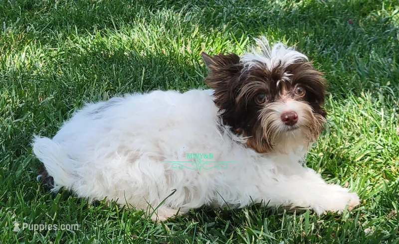 Maverick – Biewer puppy for sale in Wichita, KS