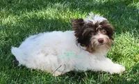 Maverick, a male Biewer for sale in Wichita, KS – 1 of 5
