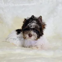 Jaeger, a male Biewer for sale in Wichita, KS – Photo 7 of 10