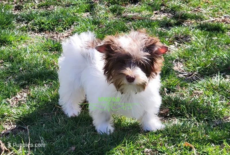 Jaeger – Biewer puppy for sale in Wichita, KS