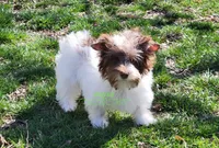 Jaeger, a male Biewer for sale in Wichita, KS – Photo 1 of 10