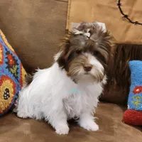 Jaeger, a male Biewer for sale in Wichita, KS – Photo 3 of 10