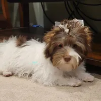 Jaeger, a male Biewer for sale in Wichita, KS – Photo 4 of 10