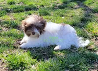 Jaeger, a male Biewer for sale in Wichita, KS – Photo 2 of 10