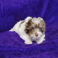 Jaeger, a male Biewer for sale in Wichita, KS – Photo 9 of 10