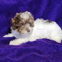 Jaeger, a male Biewer for sale in Wichita, KS – Photo 10 of 10