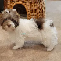 Jaeger, a male Biewer for sale in Wichita, KS – Photo 5 of 10