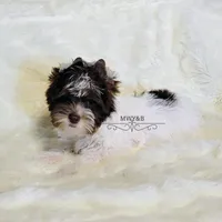 Jaeger, a male Biewer for sale in Wichita, KS – Photo 8 of 10