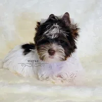 Jaeger, a male Biewer for sale in Wichita, KS – Photo 6 of 10