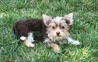 Nash, a male Yorkshire Terrier for sale in Wichita, KS – 3 of 7