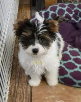 Quincy, a male Biewer for sale in Wichita, KS – 3 of 4