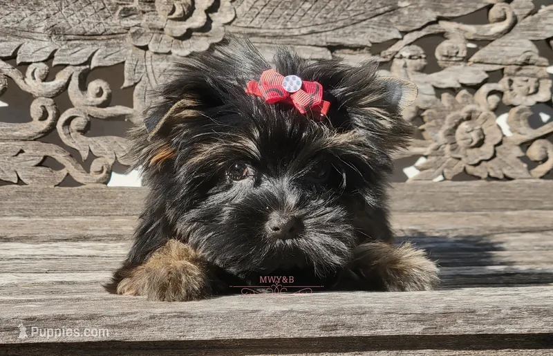 Sasha – Yorkshire Terrier puppy for sale in Wichita, KS