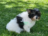 Merle, a male Yorkshire Terrier for sale in Wichita, KS – 2 of 5