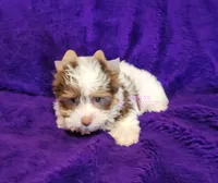 Pearl, a female Biewer for sale in Wichita, KS – 7 of 7