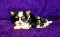 Rowdy, a male Biewer for sale in Wichita, KS – 2 of 4