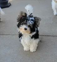 Rowdy, a male Biewer for sale in Wichita, KS – 2 of 8
