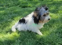 Kipper, a male Biewer for sale in Wichita, KS – Photo 5 of 5