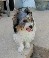 Kipper, a male Biewer for sale in Wichita, KS – Photo 4 of 5