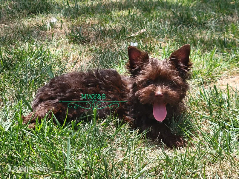 Nico – Yorkshire Terrier puppy for sale in Wichita, KS