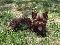 Nico, a male Yorkshire Terrier for sale in Wichita, KS – 1 of 7