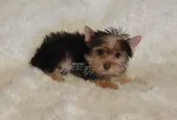 Novie, a male Yorkshire Terrier for sale in Wichita, KS – 3 of 5