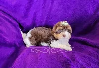 Bellona, a female Biewer for sale in Wichita, KS – Photo 2 of 5