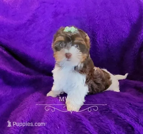 Bellona, a female Biewer for sale in Wichita, KS – Photo 1 of 5