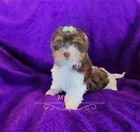 Bellona, a female Biewer for sale in Wichita, KS – Photo 1 of 5