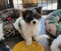 Quincy, a male Biewer for sale in Wichita, KS – 2 of 4