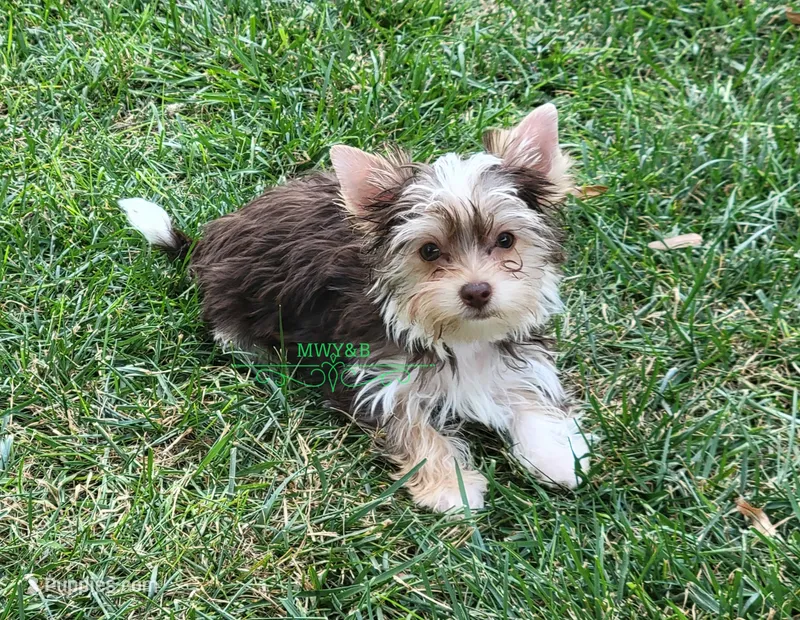 Nash – Yorkshire Terrier puppy for sale in Wichita, KS