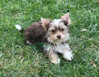 Nash, a male Yorkshire Terrier for sale in Wichita, KS – 1 of 7
