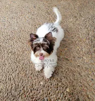 Maverick, a male Biewer for sale in Wichita, KS – 2 of 8