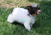Maverick, a male Biewer for sale in Wichita, KS – 3 of 5
