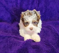 Pookie, a female Biewer for sale in Wichita, KS – 3 of 5