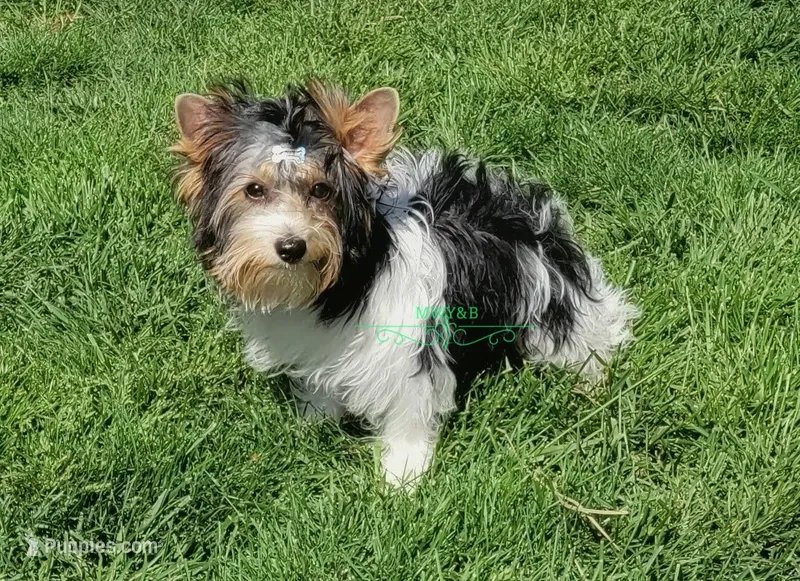 Kipper, a male Yorkshire Terrier for sale in Wichita, KS – Photo 1 of 5