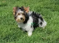 Kipper, a male Yorkshire Terrier for sale in Wichita, KS – Photo 1 of 5