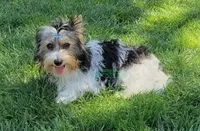 Kipper, a male Yorkshire Terrier for sale in Wichita, KS – Photo 5 of 5