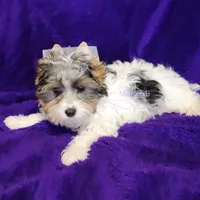 Jarli, a male Biewer for sale in Wichita, KS – Photo 7 of 8