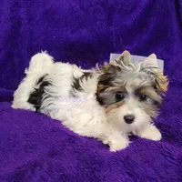 Jarli, a male Biewer for sale in Wichita, KS – Photo 6 of 8