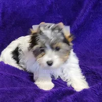 Jarli, a male Biewer for sale in Wichita, KS – Photo 4 of 8