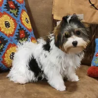 Jarli, a male Biewer for sale in Wichita, KS – Photo 3 of 8