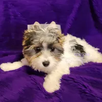 Jarli, a male Biewer for sale in Wichita, KS – Photo 5 of 8