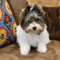 Jarli, a male Biewer for sale in Wichita, KS – Photo 8 of 8