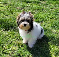 Jarli, a male Biewer for sale in Wichita, KS – Photo 2 of 8