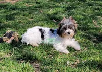 Jarli, a male Biewer for sale in Wichita, KS – Photo 1 of 8