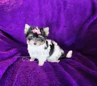 Channel, a female Biewer for sale in Wichita, KS – Photo 4 of 4